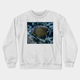 French Angelfish Crewneck Sweatshirt